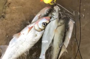 探寻以太仓市区的路亚钓鱼野钓点（发现城市中的钓鱼宝地，尽享路亚乐趣）