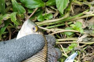 提高路亚钓鱼上鱼率的关键技巧（如何选择合适的鱼饵以及钓位）