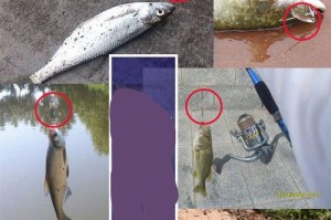 路亚钓鱼的关于露勾尖的利与弊（揭示路亚钓鱼中露勾尖带来的优势与劣势）