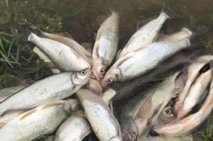 路亚钓鱼翘嘴的最佳时间（揭秘钓鱼翘嘴的黄金时间段，掌握这个关键，大幅提高钓鱼成功率）