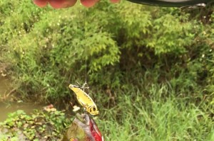 路亚竿是否适合上饵料钓鱼？（探究路亚竿在使用饵料钓鱼时的优势和限制）