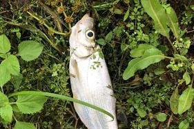 路亚钓鱼最佳时间是什么时候？（揭秘路亚钓鱼的黄金时间段，让你钓鱼更加得心应手）