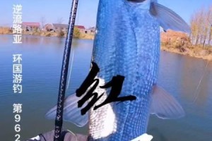 用路亚杆钓鱼技巧大揭秘（探秘以野河为舞台的路亚钓鱼技巧）