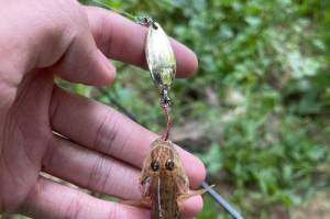 探讨以路亚是否适合使用真饵钓鱼的方式（路亚钓法的使用和真饵的效果分析）