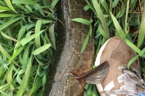 以路亚竿能用雷蛙钓鱼吗？（探究以路亚竿是否适合使用雷蛙进行钓鱼）