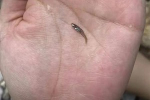揭秘路亚钓鱼盲盒200一次的神秘世界（探索钓鱼盲盒的钓友狂热，解析其中的乐趣与风险）