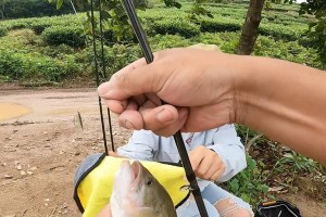 路亚黑坑钓鱼技巧分享（如何在短时间内通过路亚黑坑钓到丰富的鱼群）