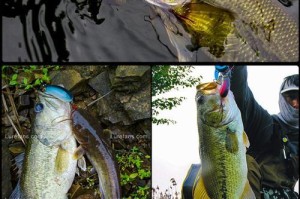路亚鱼塘钓鱼的最佳鱼饵选择（优质鱼饵助您提高路亚鱼塘钓鱼效果）