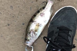 在鱼缸中使用路亚竿钓鱼的乐趣（用路亚竿让鱼缸变成你的钓鱼天地）