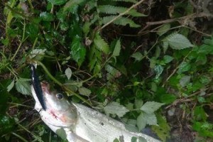 以路亚钓鱼需要水流吗？（水流对于以路亚钓鱼的重要性）