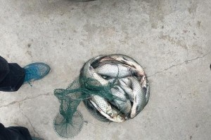 以人家拿路亚竿钓鱼回家养（用路亚竿捕捞多彩的渔获，享受室内养鱼的乐趣）
