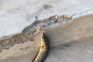 晚上钓鱼，路亚竿是否适用？（探讨晚上使用路亚竿钓鱼的可行性与技巧）