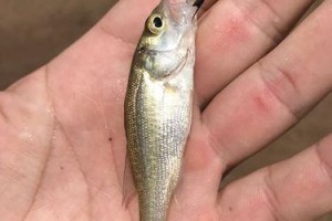 传统钓鱼技巧再探（重温传统，挂胶饵也能有不一样的收获）