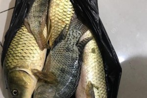 路亚钓鱼技巧（从水底到鱼竿，让你成为淡水钓鱼高手）