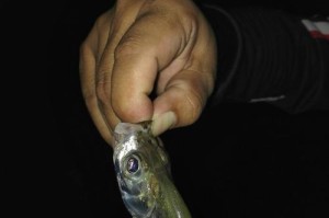 冬天路亚翘嘴钓鱼技巧大揭秘（冬季路亚翘嘴钓鱼的最佳时间和技巧）