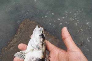 我为什么喜欢路亚钓鱼（探索自然，追求乐趣）