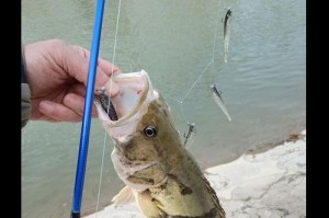 海竿钓鱼路亚的最佳饵料选择（探索海竿钓鱼路亚中最有效的诱饵）