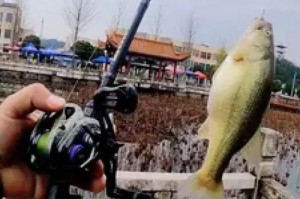 小溪流野钓路亚技巧大揭秘（轻松掌握，快乐钓鱼的秘籍！）