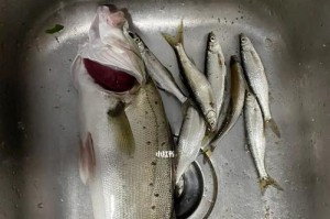 桥洞里的钓鱼技巧——探秘路亚的奥秘（利用路亚技巧在桥洞里垂钓，让你的渔获倍增！）