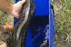 自家鱼塘用路亚钓鱼的合法性探讨（揭秘自家鱼塘路亚钓鱼的法律边界，保护生态平衡）