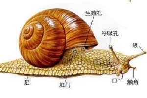 掌握乒乓球发球技巧的关键——左旋和右旋（巧妙运用旋转力量，提高发球准确度与变化性）