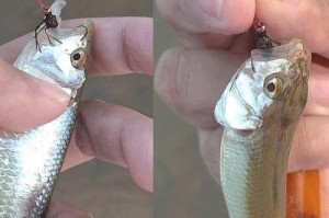 探秘溪流钓鱼技巧（挑战溪流，用路亚飞蝇钩钓出好运！）