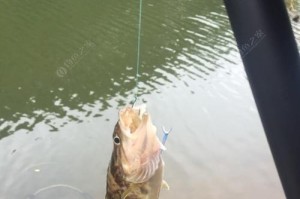 探秘水库钓鱼的路亚饵技巧（提升钓鱼成功率的实用经验与技巧）