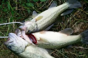 鲈鱼路亚钓鱼的最佳时机（探索鲈鱼路亚钓鱼的黄金月份）