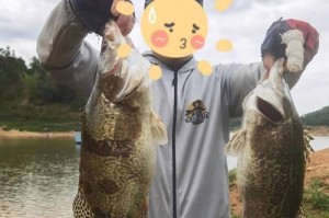 如何选择适合路亚钓鱼多少斤的草鱼（探索草鱼钓鱼技巧，合理选择路亚重量）