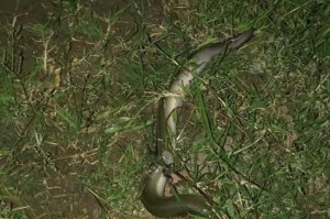 用钓鱼竿进行路亚钓鲶鱼的技巧与心得分享（提升钓鲶鱼的成功率和乐趣，掌握关键技巧）