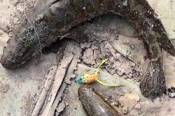 黑鱼路亚钓法大揭秘（探索黑鱼喜食路亚及钓鱼技巧）