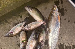 海钓利器——用路亚竿在海中钓鱼（探究海钓技巧，路亚竿的独特魅力）