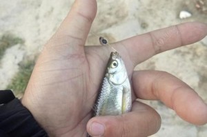 路亚钓鱼白条的最佳鱼饵选择（探寻路亚钓鱼白条的鱼饵奥秘）
