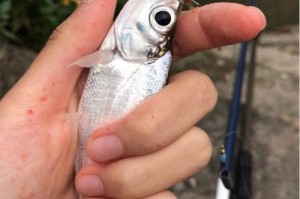 以泥鳅钓鱼——选择路亚还是手竿？（探讨最适合以泥鳅钓鱼的工具及技巧）
